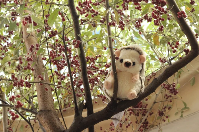 Fluffies Hedgehog Plush Collection 22 Fluffies Hedgehog Plush Collection - Image 20